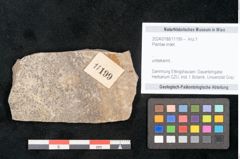 Foto (Objekt + Etikett) von Plantae indet.  (NHMW-GEO-2024-0188-11199)